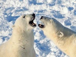 Opinions, Churchill, Manitoba, Canada