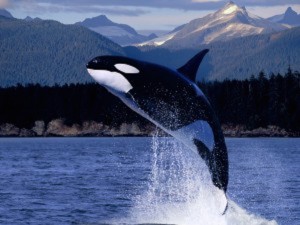 Orca Soaring Higher Wallpaper