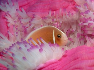 Pink Anemonefish Wallpaper