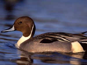 Pintail Drake Duck Wallpaper