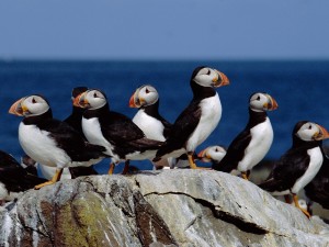 Puffin Colony, Farne Islands, England