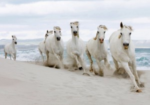 Rare White Horses Running Wallpaper