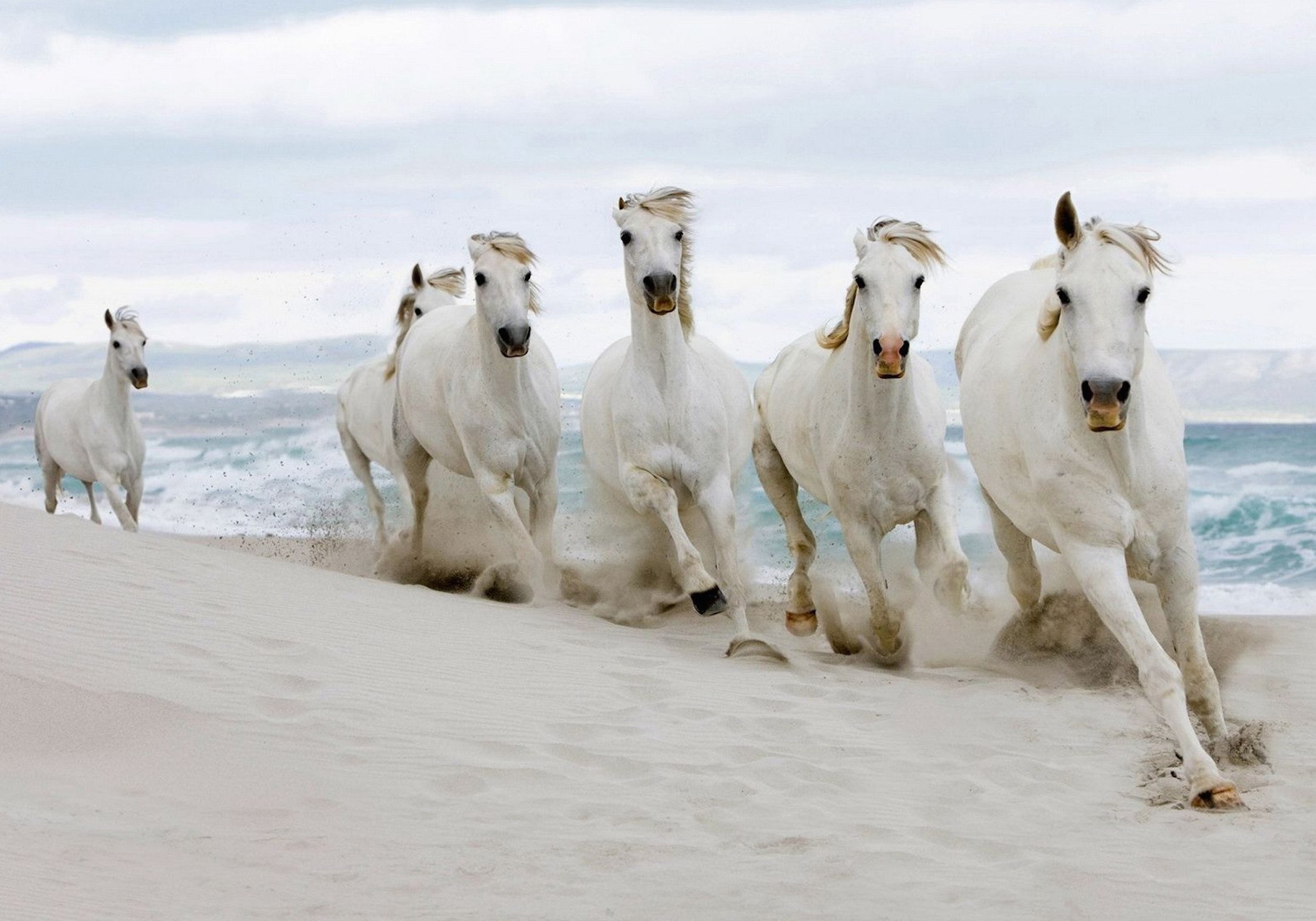 Rare White Horses Running Wallpaper - Free HD Downloads