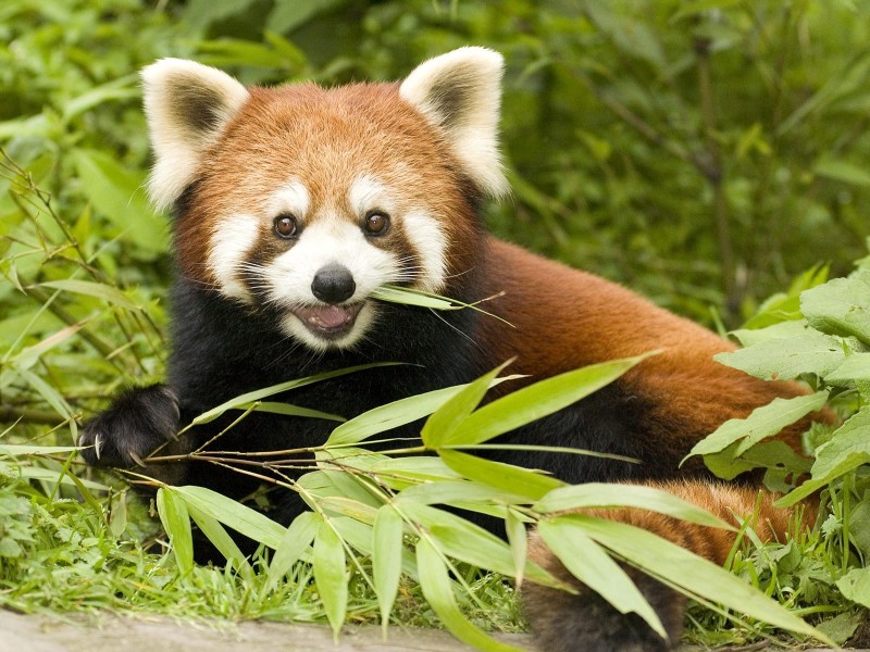 Red Panda Eating Bamboo, Wolong Nature Reserve, Sichuan Province, China