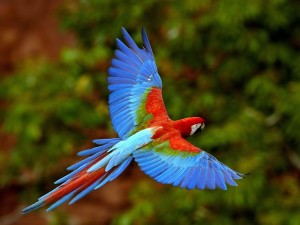 Red And Green Macaw In Flight, Brazil