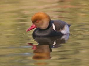 Red Crested Pochard