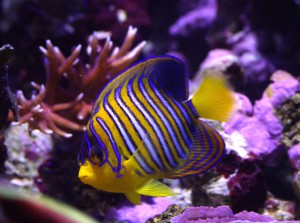 Regal Angelfish Wallpaper