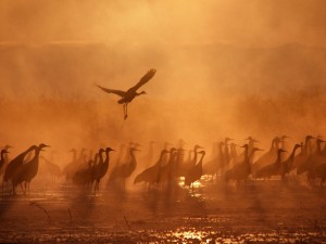 Sandhill Cranes