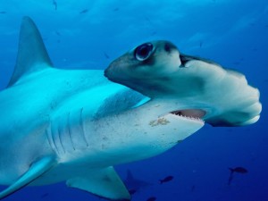 Scalloped Hammerhead Shark Wallpaper