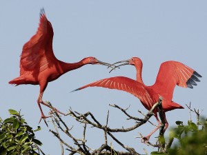 Scarlet Ibises, Venezuela