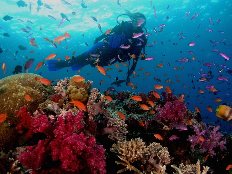 Scuba Diving Beqa Lagoon Fiji Wallpaper