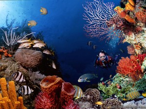 Scuba Diving Underwater Scene Wallpaper