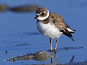 Semipalmated Plover, Sanibel Island, Florida