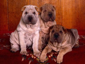 Shar Pei Puppies Wallpaper