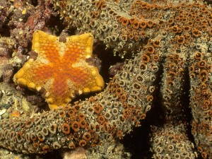 Southern Biscuit Star Edithburgh Jetty South Australia Wallpaper