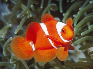 Spine Cheeked Clownfish Papua New Guinea Wallpaper