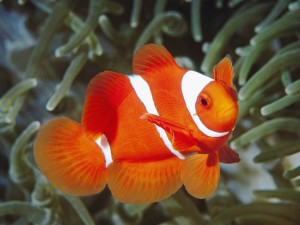 Spine Cheeked Clownfish Papua New Guinea Wallpaper