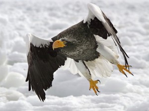 Steller’s Sea Eagle Wallpaper