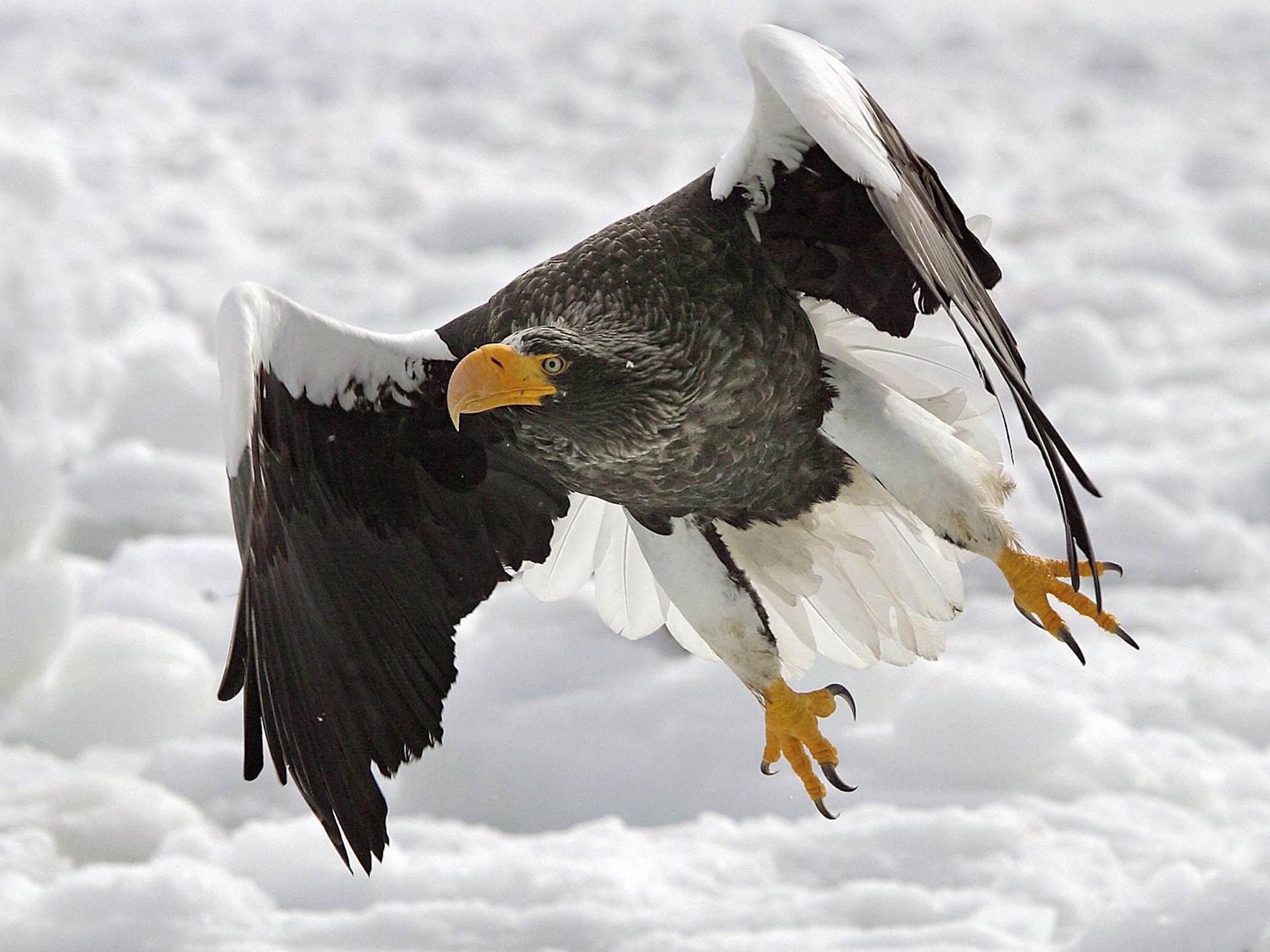 Epic Size Battle: Steller'S Sea Eagle Vs. Human   Who Wins? - usw48c5