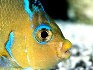 Atlantic Blue Angelfish