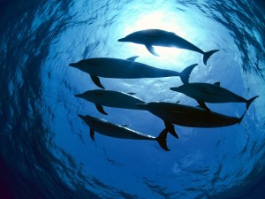 Atlantic Spotted Dolphins, Bahamas