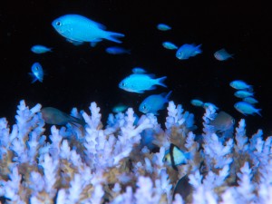 Blue Damselfish