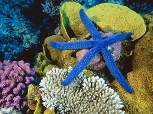 Blue Linckia Sea Star, Great Barrier Reef, Australia