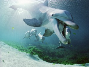 Bottlenose Dolphins, Hawaii