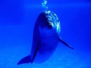 Bright Idea, Bottlenose Dolphin