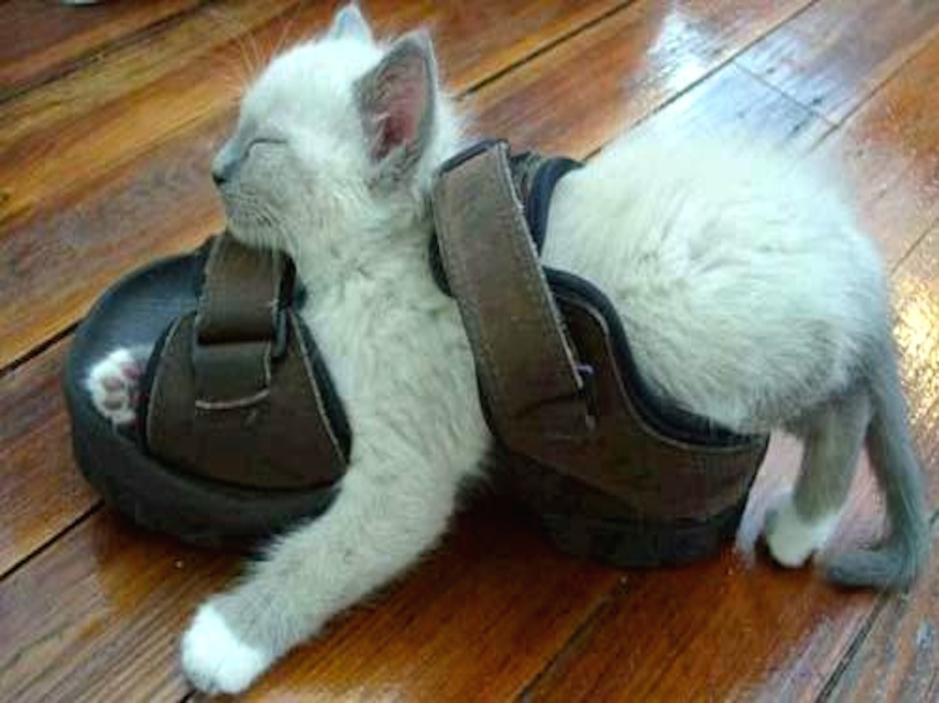 Кошка в труселях