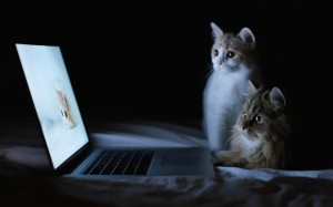 Computer Cats Wallpaper