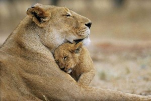 Lions Cuddle Wallpaper