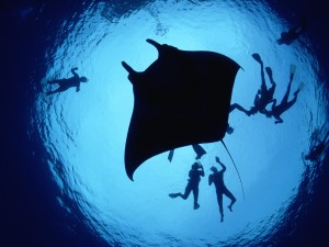 Manta Ray Wallpaper