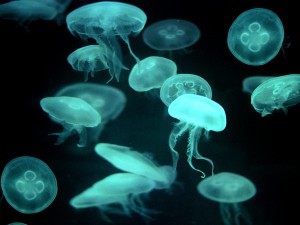 Drifters, Jellyfish