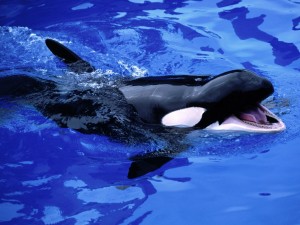 Feed Me!, Killer Whale