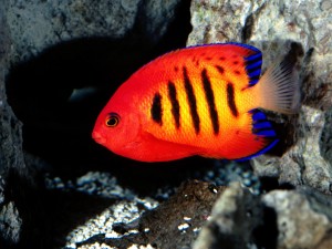 Flame Angelfish