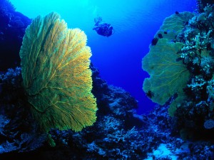 Gorgonian Fan