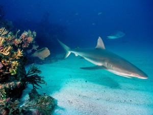 Gray Reef Sharks