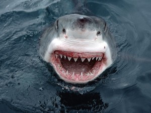 Great White Wallpaper