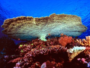 Huge Table Coral