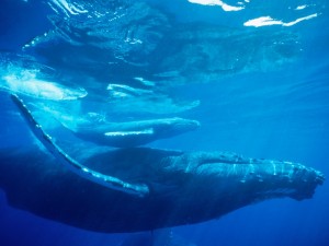 Humpback Whale, Hawaii