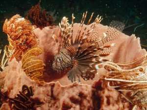 Lionfish Lurking Among Feather Star Crinoids