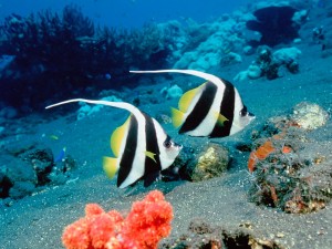 Long Fin Bannerfish, Indonesia