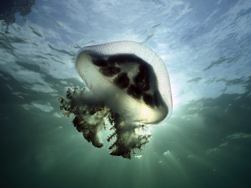 Mauve Stinger Jellyfish, Edithburg, South Australia
