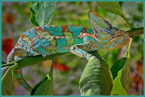 Chameleon Wallpaper