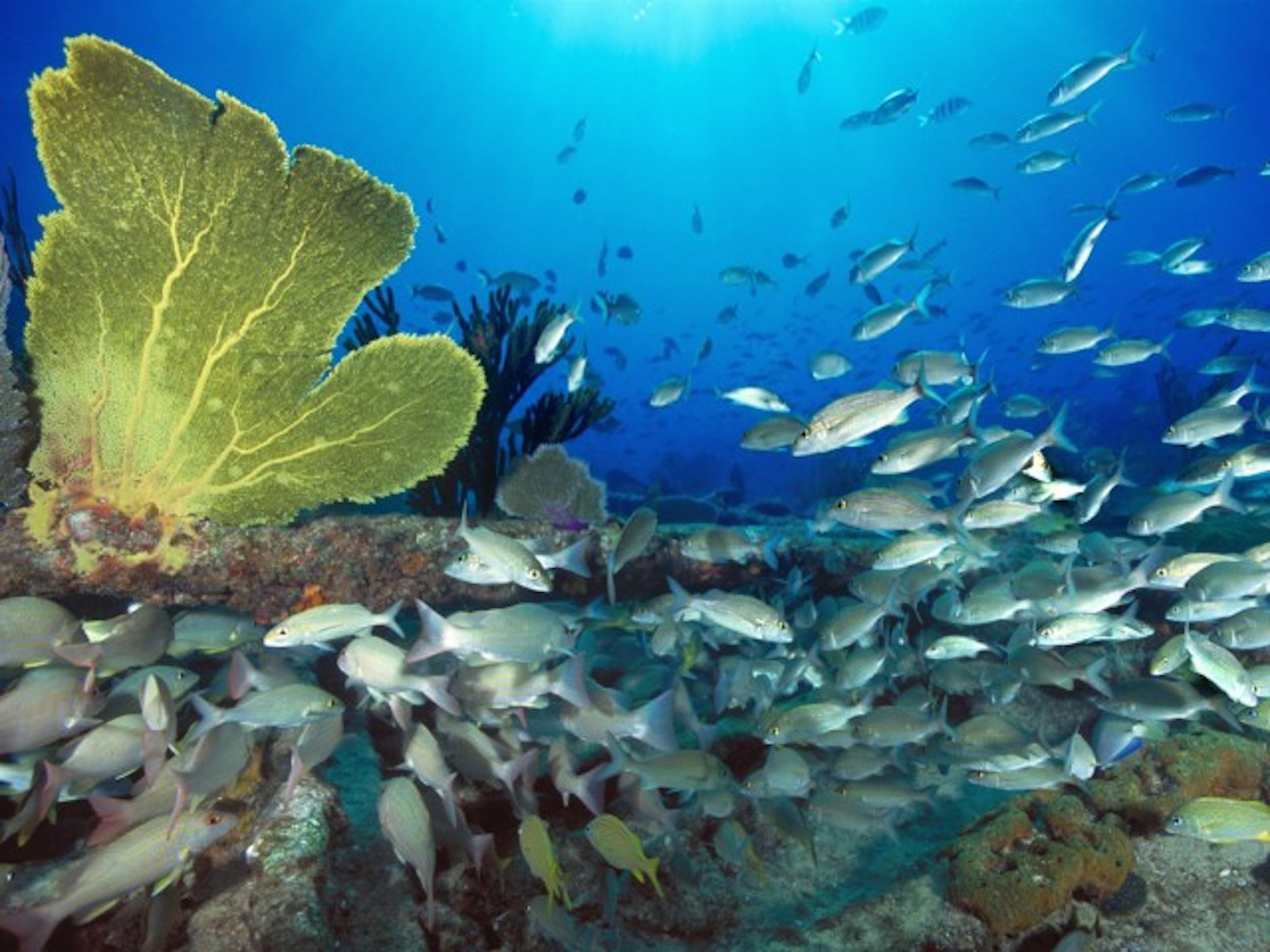 Природа подводный мир. Подводный мир. Морские глубины. Дно океана. Рыбы в море.