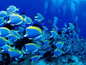 Powder Blue Tangs