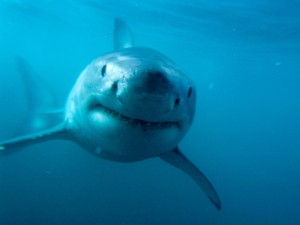 Great White Shark Wallpaper