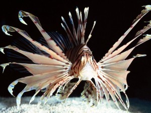 Red Volitans Lionfish, Indo Pacific