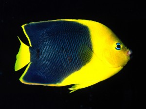 Rock Beauty Angelfish, Indo Pacific